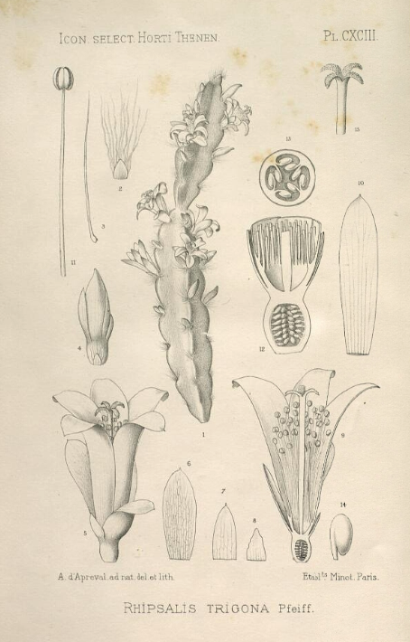 Lepismium cruciforme, specimen was erroneously identified as Rhipsalis trigonoides (syn. Rhipsalis trigona)