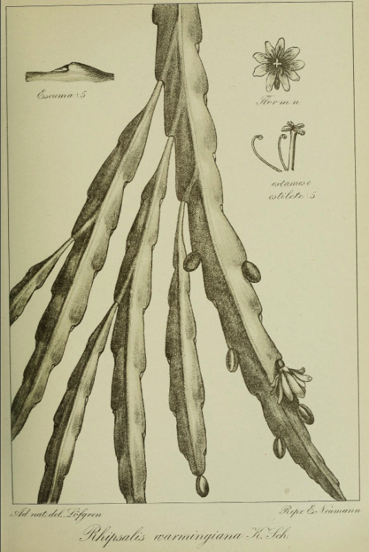 Lepismium warmingianum, (syn. Rhipsalis warmingianum)