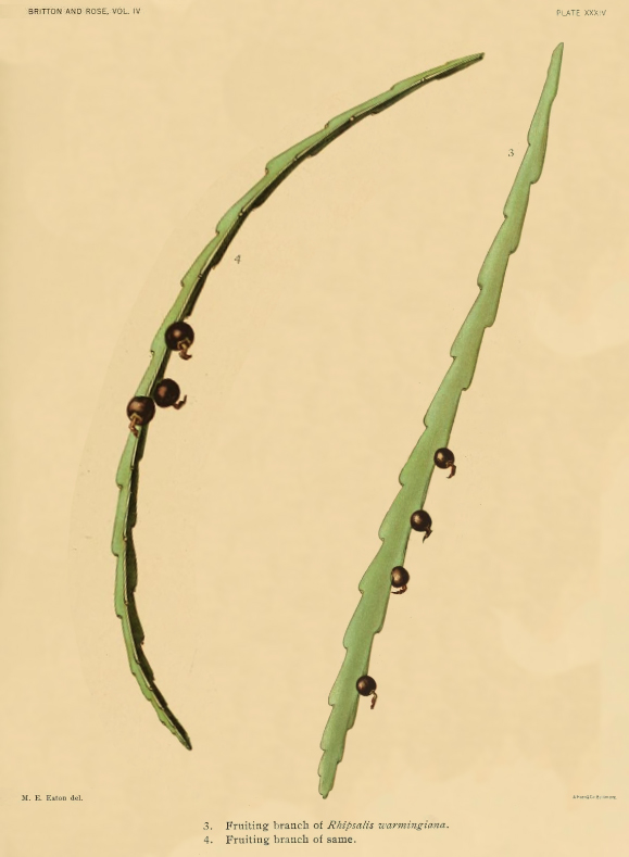 Lepismium warmingianum, (syn. Rhipsalis warmingiana)