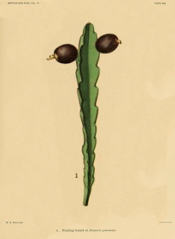 Lepismium warmingianum, (syn. Rhipsalis gonocarpa)