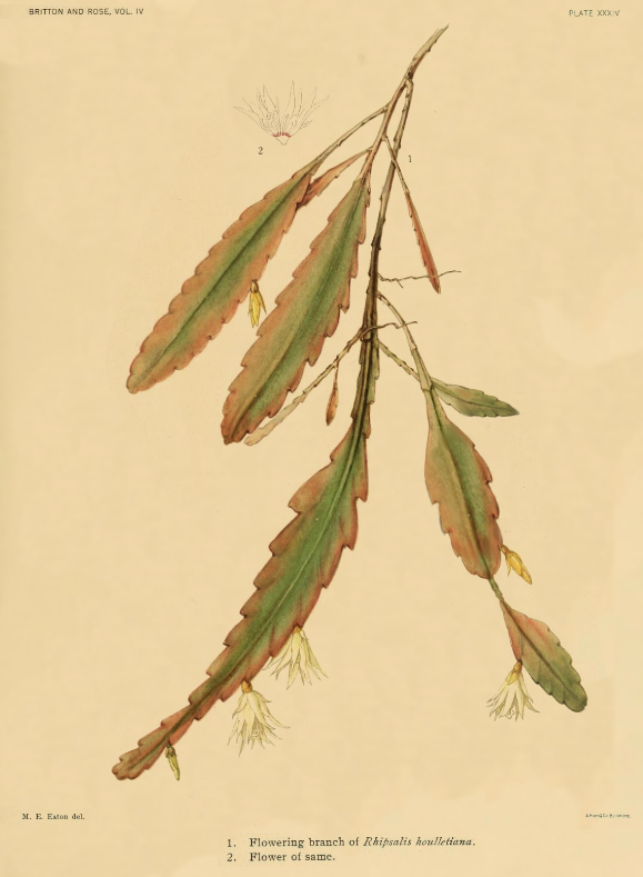 Lepismium houlletianum f. houlletianum, (syn. Rhipsalis houlletiana)