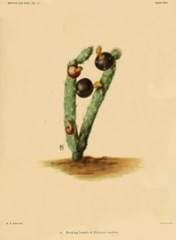 Lepismum lumbricoides f. aculeatum, (syn. Rhipsalis aculeata)