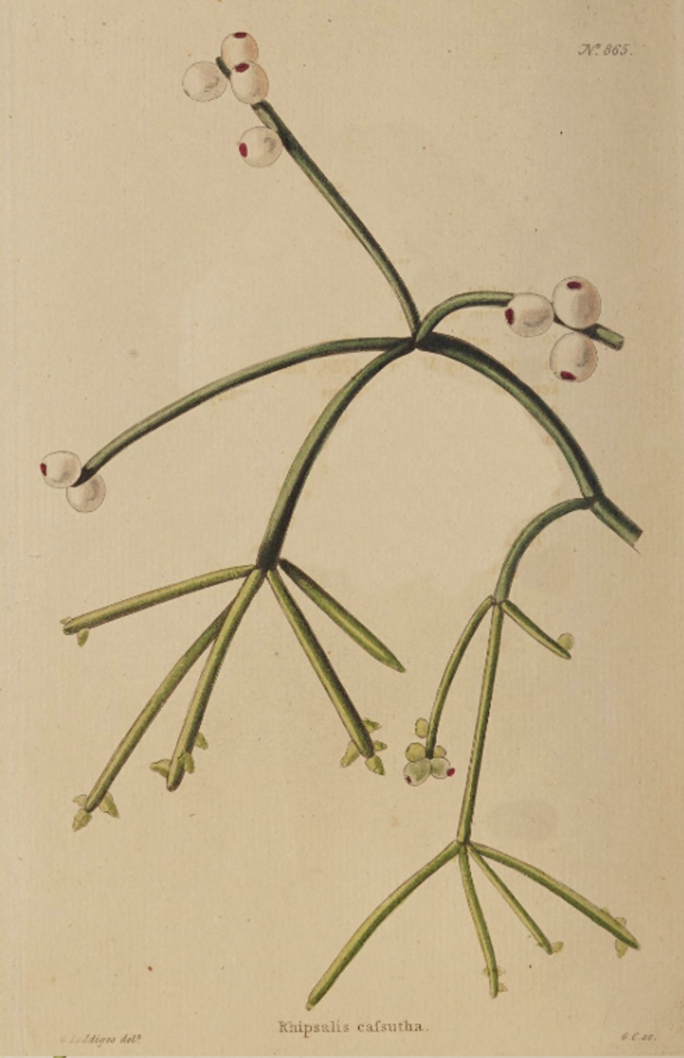 Rhipsalis baccifera subsp. baccifera, (syn. Rhipsalis cassutha)