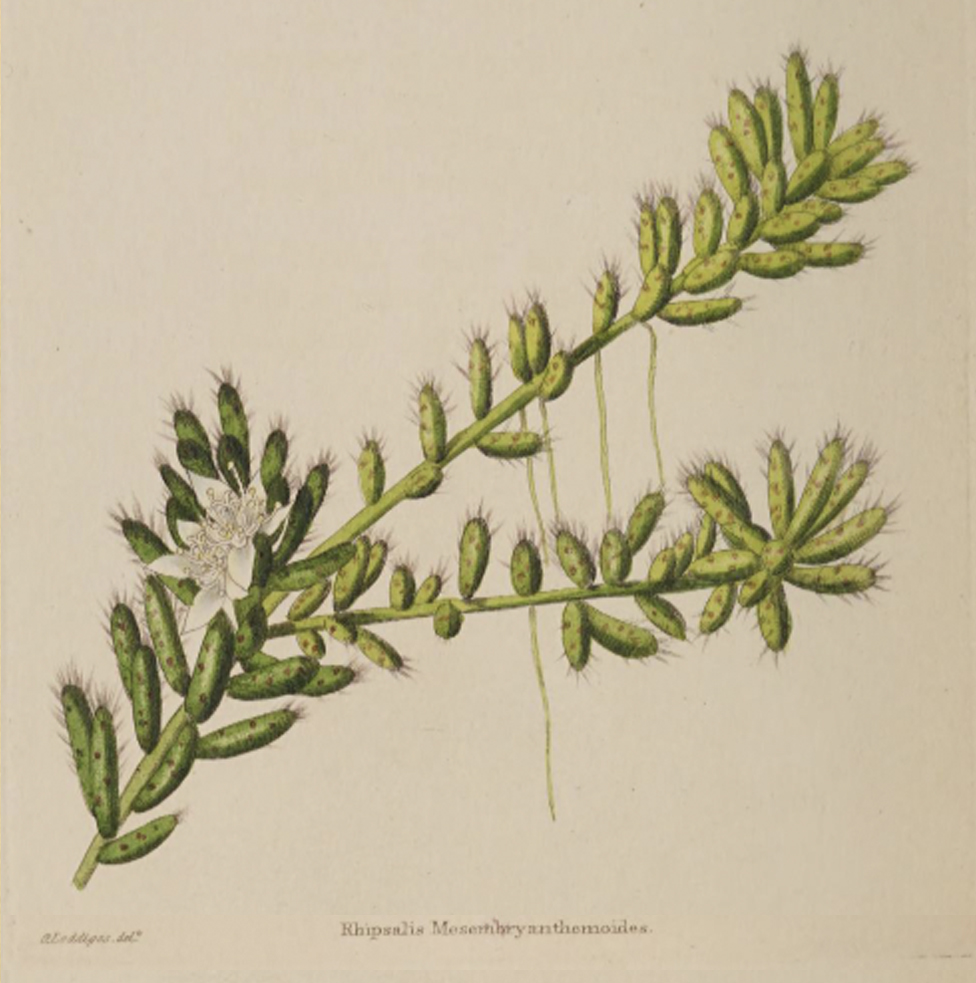 Rhipsalis mesembryanthemoides