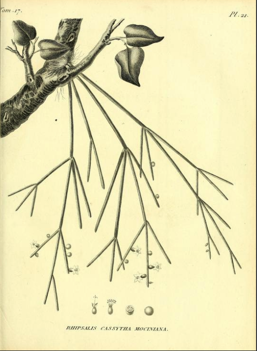 Rhipsalis baccifera subsp. baccifera (syn. Rhipsalis cassytha)
