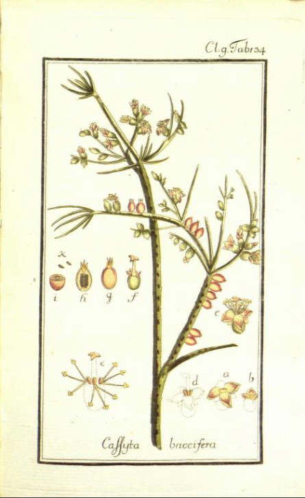 Rhipsalis baccifera subsp. baccifera (syn. Cassytha baccifera)