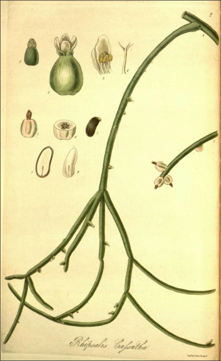 Rhipsalis baccifera subsp. baccifera (syn. Rhipsalis cassutha)