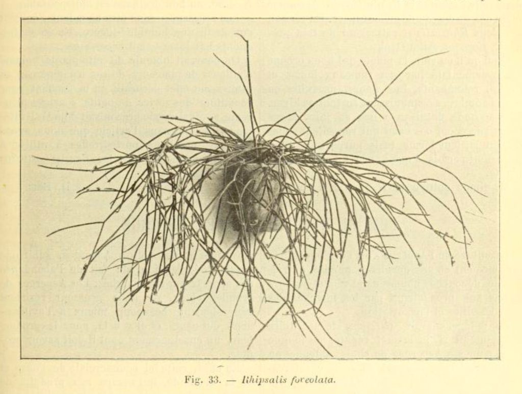 Rhipsalis neves-armondii f. neves-armondii, (syn. Rhipsalis foveolata)