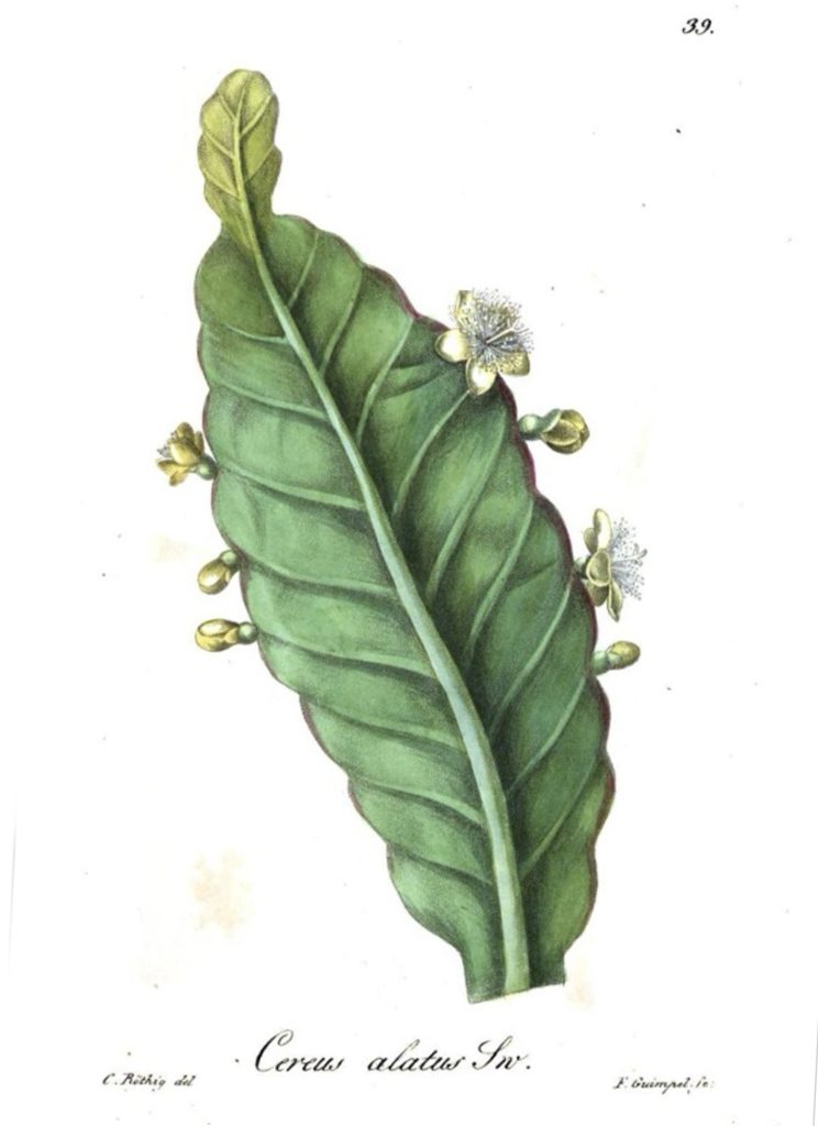 Rhipsalis pachyptera, (syn. Cereus alatus Link & Otto)