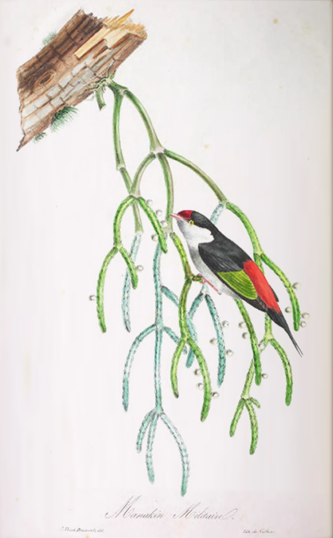 Rhipsalis baccifera subsp. baccifera, (Plate depicts a Manakin eating the fruit of what at the time was thought to be a parasitic cactus in São Paulo, Brazil)
