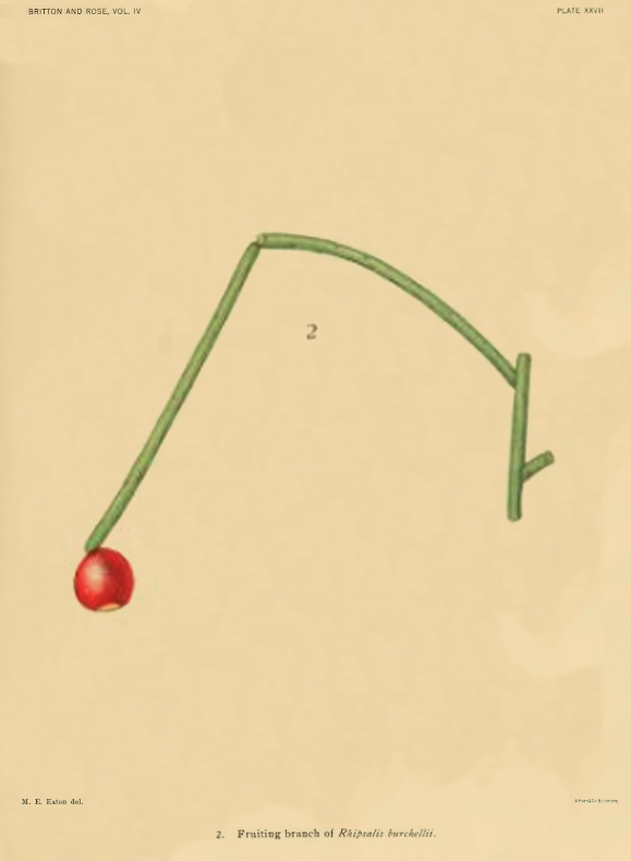 Rhipsalis burchellii