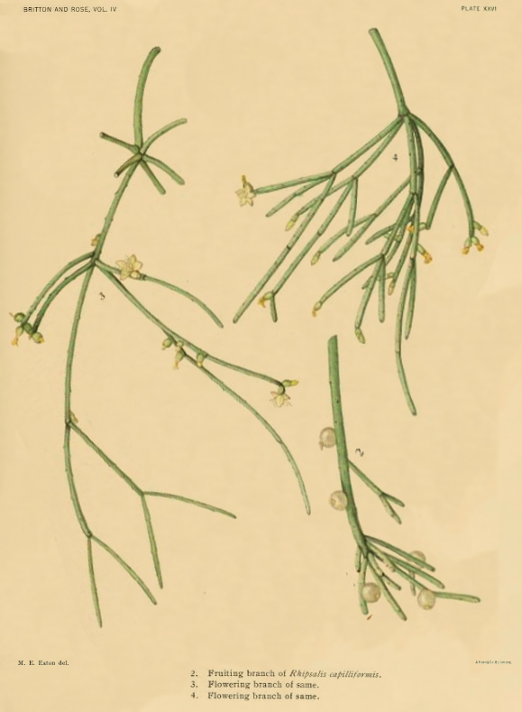Rhipsalis teres f. capilliformis, (syn. Rhipsalis capilliformis)