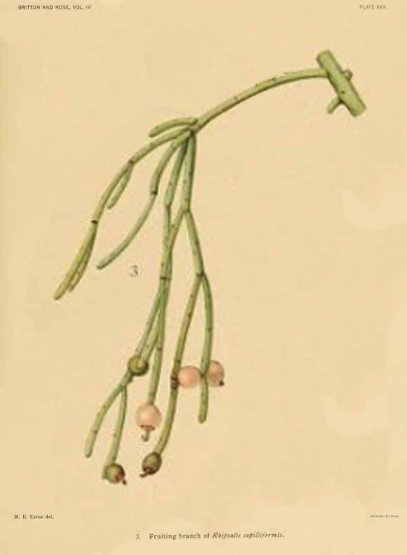 Rhipsalis teres f. capilliformis, (syn. Rhipsalis capilliformis)