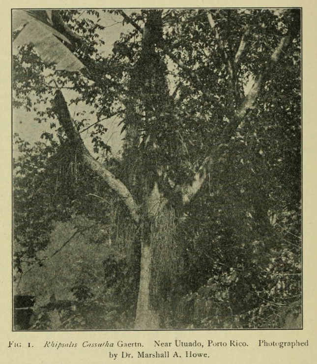 Rhipsalis baccifera subsp. baccifera, (syn. Rhipsalis cassutha)