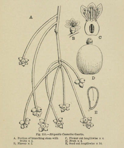 Rhipsalis baccifera subsp. baccifera, (syn. Rhipsalis cassutha)
