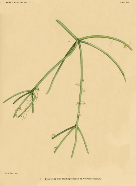 Rhipsalis baccifera subsp. baccifera, (syn. Rhipsalis cassutha)