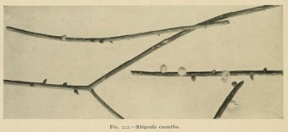 Rhipsalis baccifera subsp. baccifera, (syn. Rhipsalis cassutha)