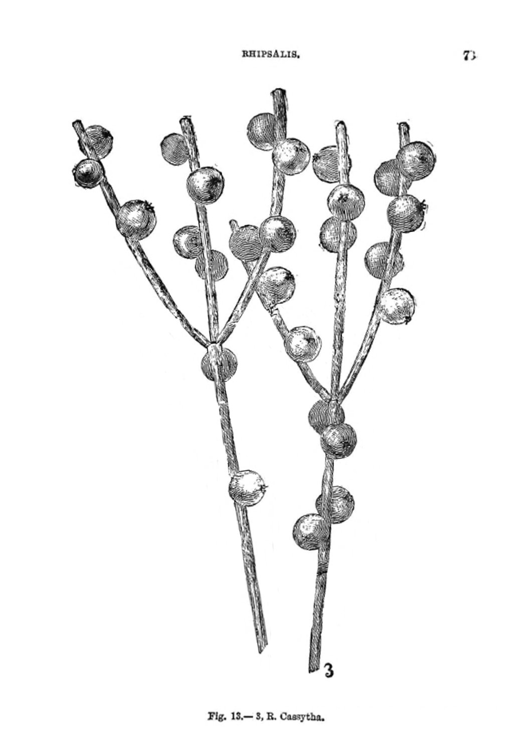 Rhipsalis baccifera subsp. baccifera, (syn. Rhipsalis cassytha)