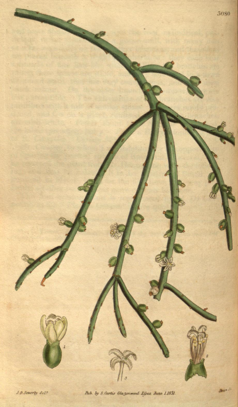 Rhipsalis baccifera subsp. baccifera, (syn. Rhipsalis cassytha)