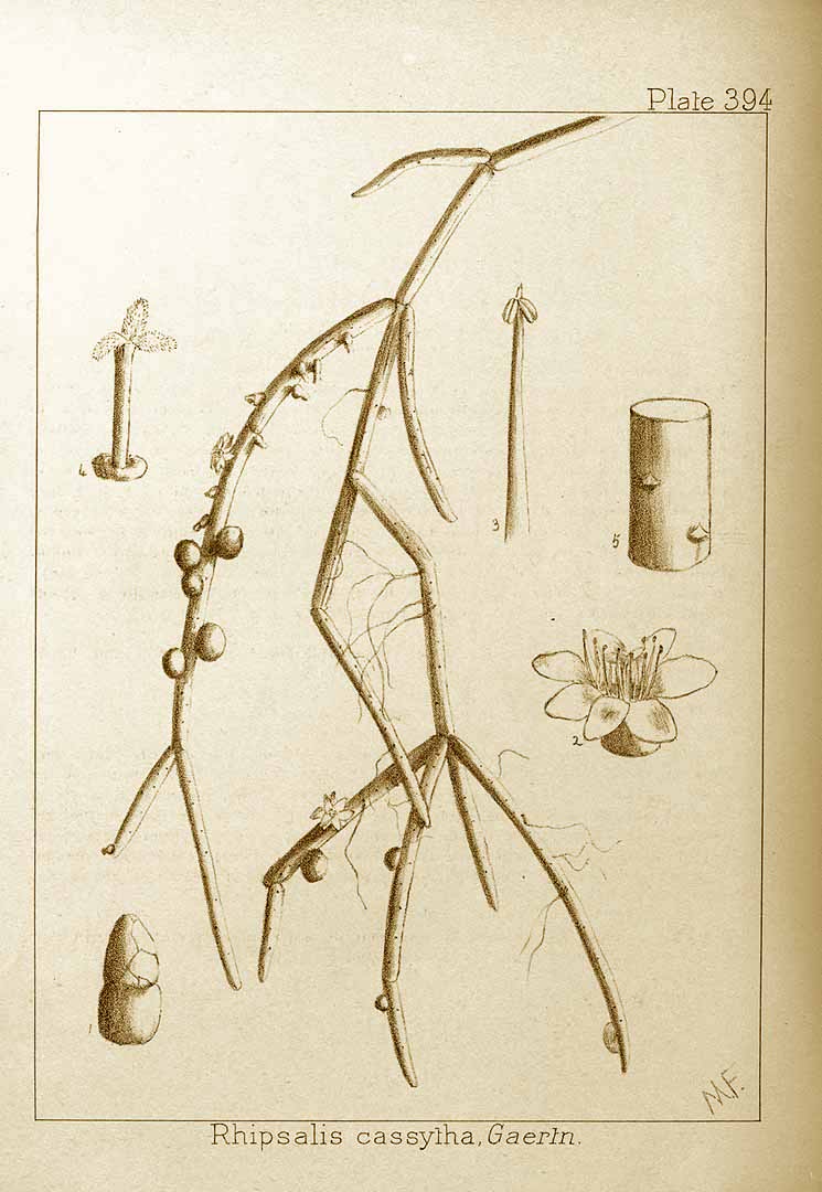 Rhipsalis baccifera subsp. baccifera, (syn. Rhipsalis cassytha)