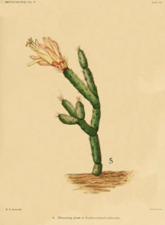 Rhipsalis pilocarpa, (syn. Erythrorhipsalis pilocarpa)
