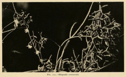 Rhipsalis cereuscula