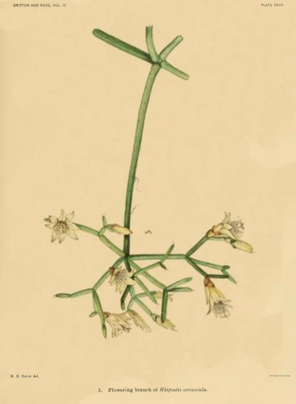 Rhipsalis cereuscula