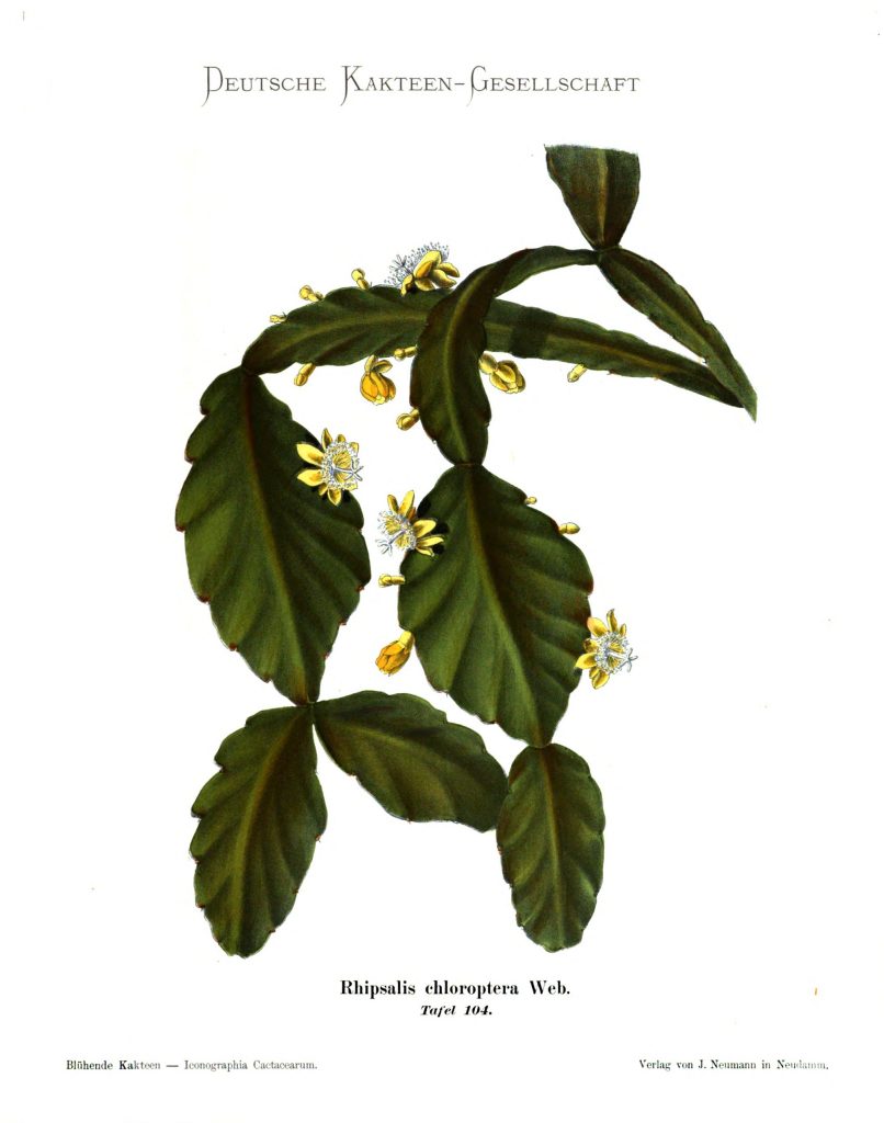 Rhipsalis elliptica, (syn. Rhipsalis chloroptera)