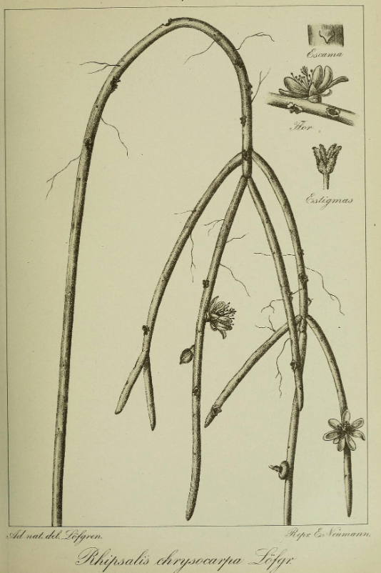 Rhipsalis puniceodiscus, (syn. Rhipsalis chrysocarpa)