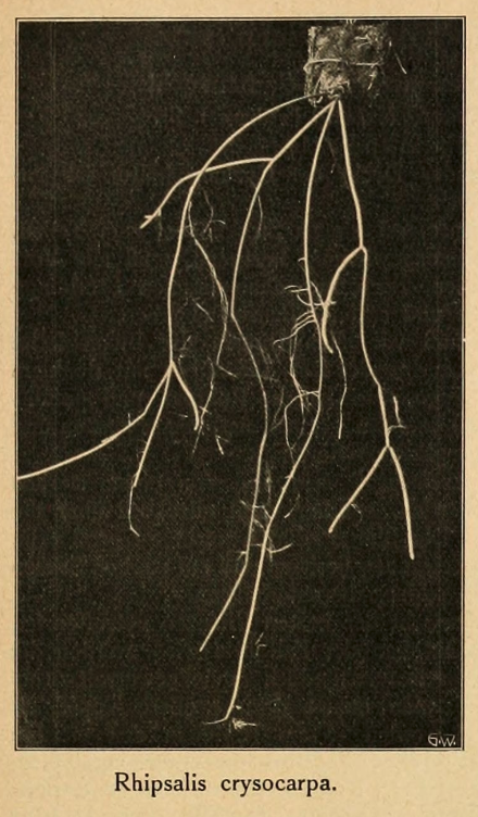 Rhipsalis puniceodiscus, (syn. Rhipsalis chrysocarpa)