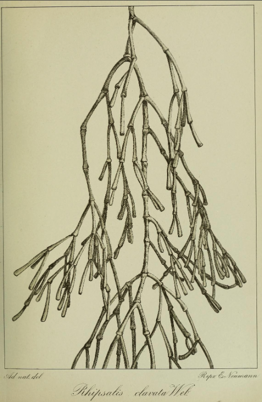 Rhipsalis clavata f. clavata