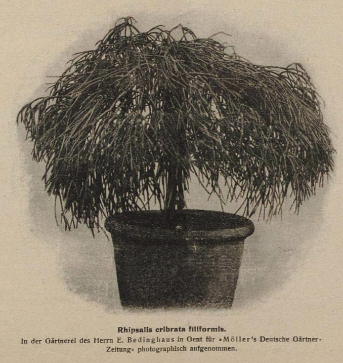 Possibly Rhipsalis burchellii (Rhipsalis campos-portoana syn. Rhipsalis cribrata Lem.), due to the lack of flowers and fruit it is not possible to determine if this sketch is R. burchellii or another taxa.