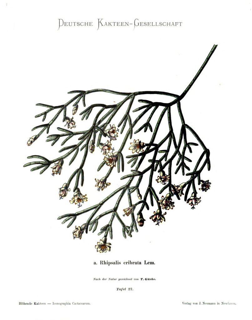 Possibly Rhipsalis burchellii (Rhipsalis campos-portoana syn. Rhipsalis cribrata Lem.), due to the lack of fruit it is not possible to determine if this sketch is R. burchellii or R. campos-portoana. However, the elongated floral ovary and abundance of stamen indicate it was likely R. burchellii.