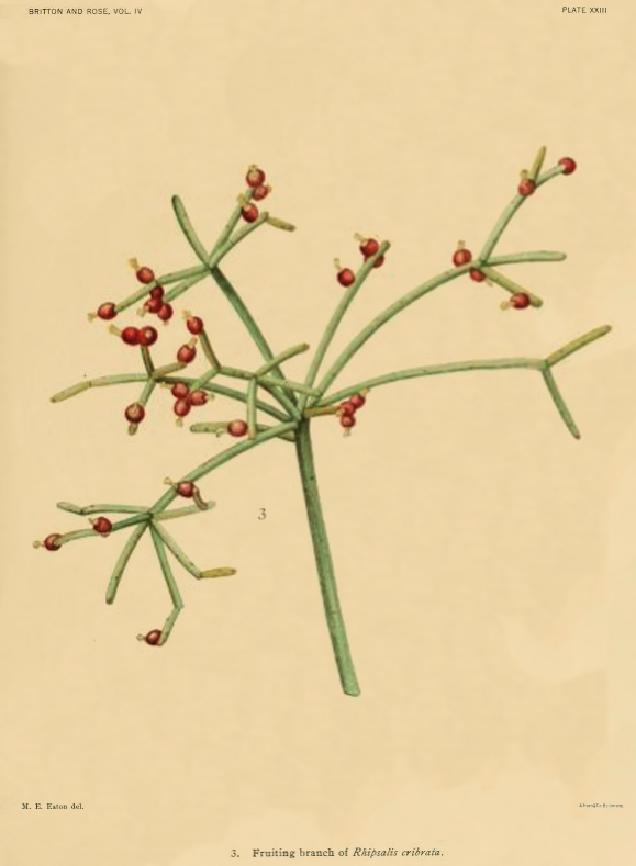 Rhipsalis teres f. teres, (specimen was erroneously identified as Rhipsalis cribrata a synonym of Rhipsalis campos-portoana)