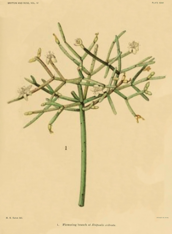 Rhipsalis teres f. teres, (specimen was erroneously identified as Rhipsalis cribrata a synonym of Rhipsalis campos-portoana)