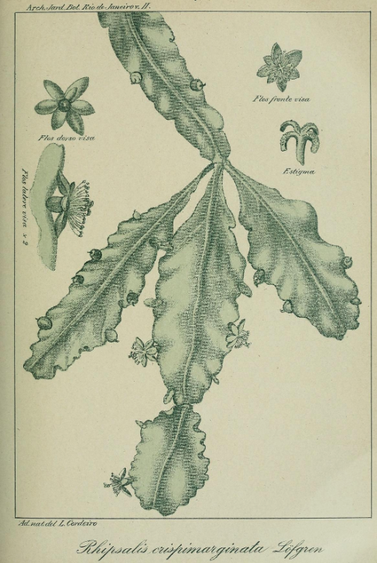 Rhipsalis oblonga, (syn. Rhipsalis crispimarginata Loefgr.)