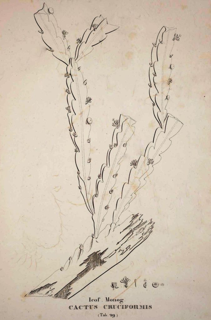 Lepismium cruciforme, (syn. Cactus cruciformis)