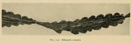 Rhipsalis cuneata subsp. cuneata