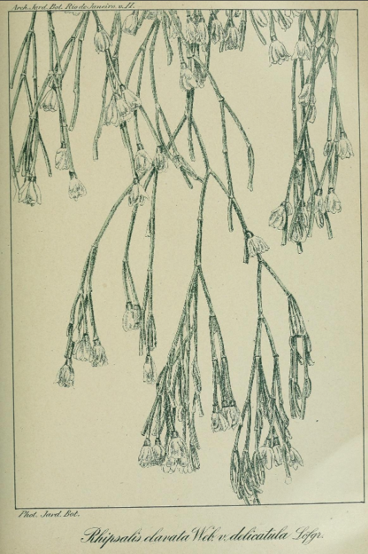 Rhipsalis clavata f. delicatula
