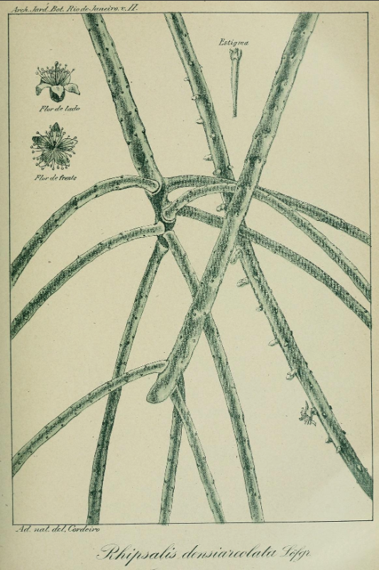 Rhipsalis lindbergiana (syn. Rhipsalis densiareolata)