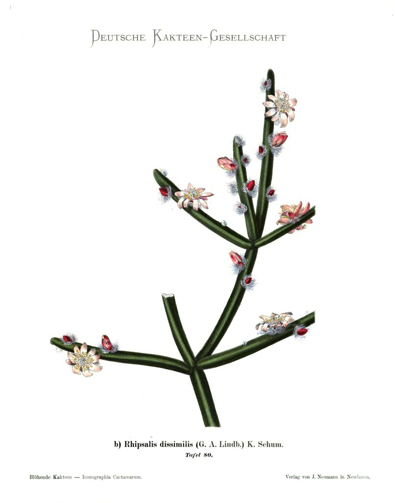 Rhipsalis dissimilis f. dissimilis