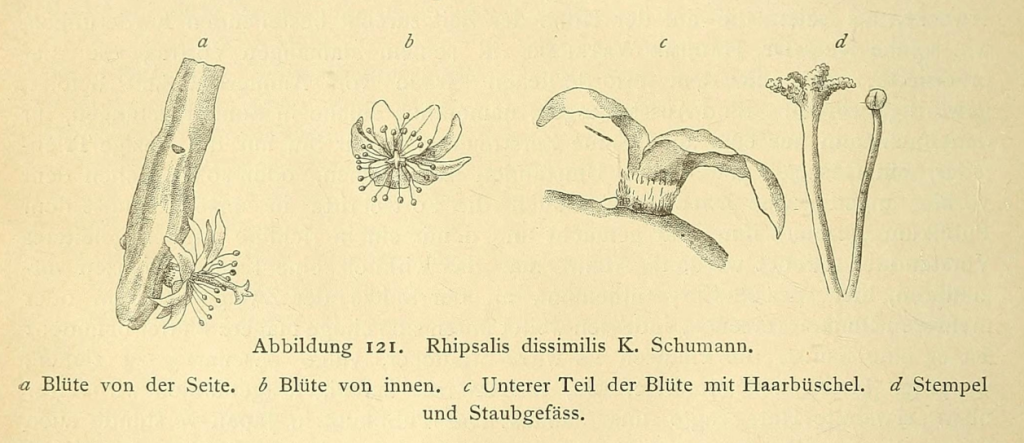Rhipsalis dissimilis f. dissimilis