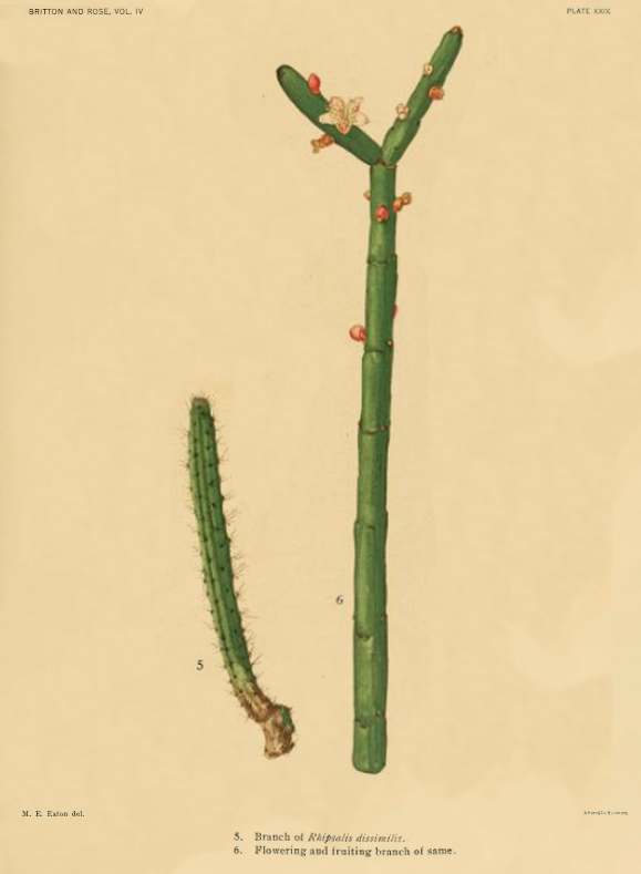 Rhipsalis pacheco-leonis subsp. pacheco-leonis, (specimen was erroneously identified as Rhipsalis dissimils)