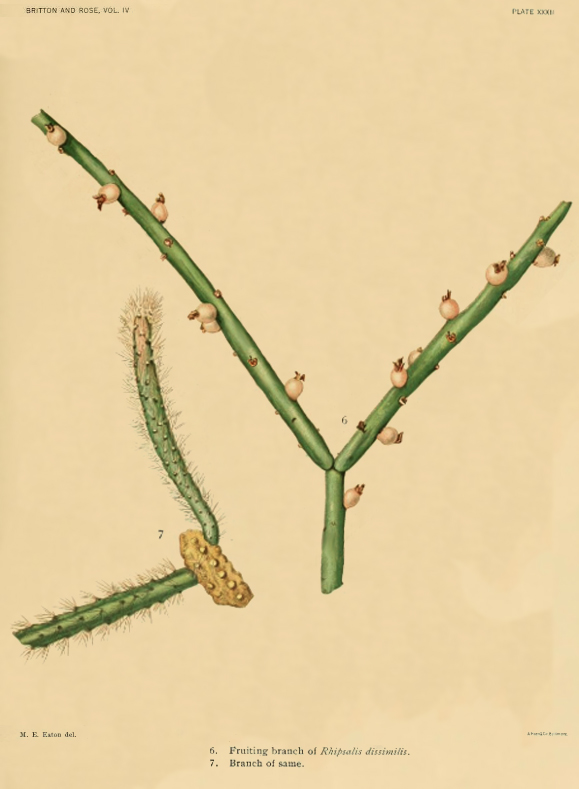 Rhipsalis pacheco-leonis subsp. pacheco-leonis, (specimen was erroneously identified as Rhipsalis dissimils)