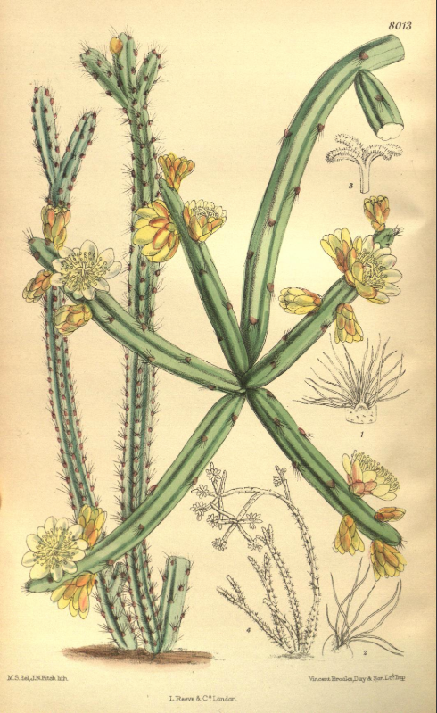 Rhipsalis dissimilis f. dissimilis, (syn. Rhipsalis setulosa)
