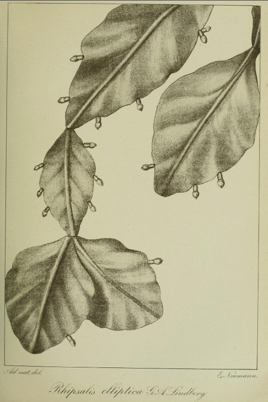 Rhipsalis elliptica