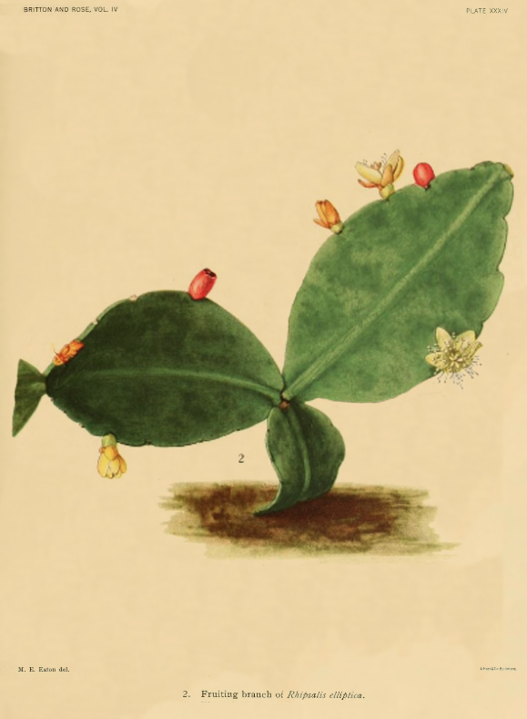 Rhipsalis elliptica