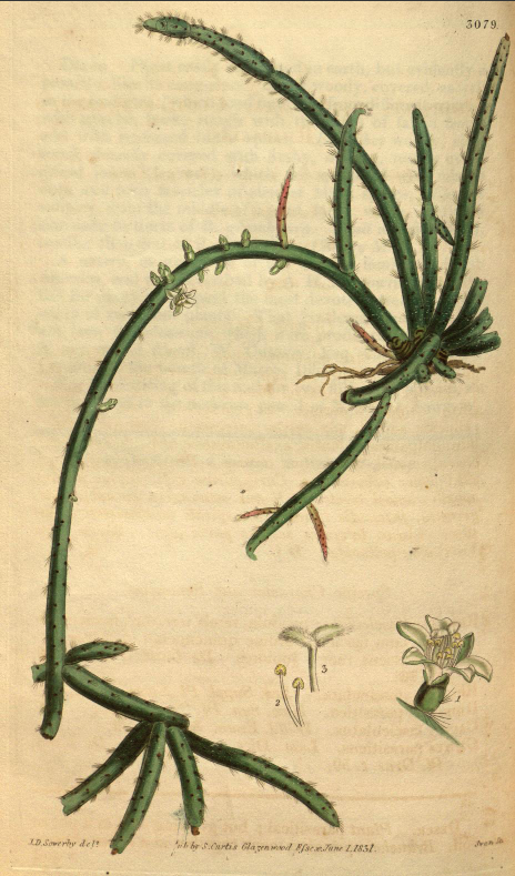 Rhipsalis baccifera subsp. baccifera, (syn. Rhipsalis fasciculata, Caribbean)