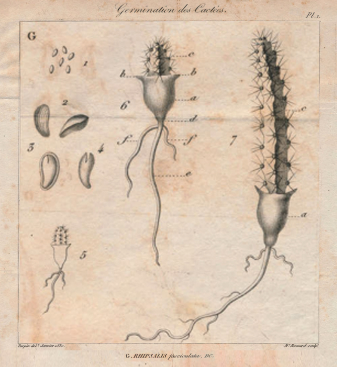 Rhipsalis baccifera subsp. baccifera, (syn. Rhipsalis fasciculata, DC., Caribbean)