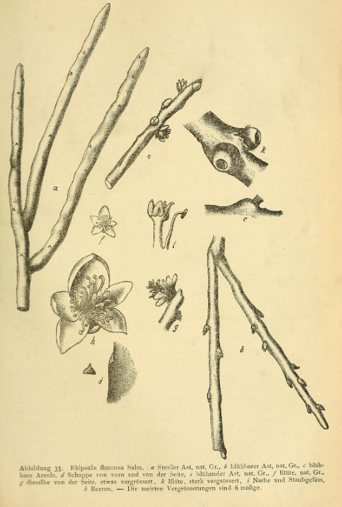 Rhipsalis floccosa subsp. floccosa